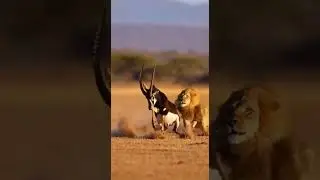 Lion Hunts Sable Antelope in Epic Chase 🦁 | Raw Wildlife Action #lion #wildlife