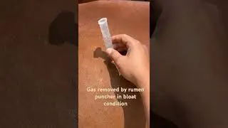 Treatment of Bloat in cow #animals #cow #remedies #technique #veterinarypharmacist