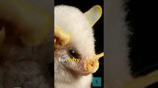 🤩 The Tiny Tent-Makers: The Honduran 🦇 White Bats!