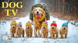 DOG TV: Best Videos Help Calm & Anti-Anxiety All-Day for Dogs When Home Alone - Relax Music for Dogs
