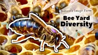 BEEYARD DIVERSITY-Fat Bee Man, Bob Binnie, Sue Cobey Genetics