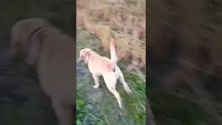 #labrador #running