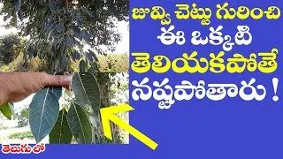 జువ్విచెట్టు గురించి ఈ ఒక్కటి తెలియకపొతే చాలకష్టం | Best Health Benefits of Ficus infectoria