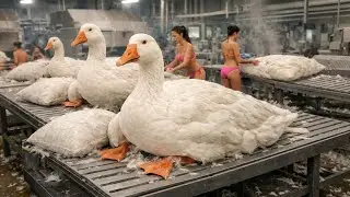 Inside the Modern Goose Down Pillow Factory: The Incredible Process You&rsquo;ve Never Seen