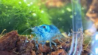 Blue Velvet Shrimp - Macro Shots