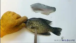 How to Fillet a Sunfish