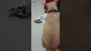 Oyen Vs Putih 🐈🐈&zwj;⬛🙂 #kucing #oyen #shorts #shortsvideo #fyp #viral