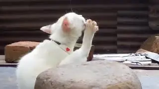 White Cat with Blue Eyes | Cute Kittens And Funny Kitten Videos| Humorous cat videos| AnimalTubeShow