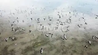 Countless Storks Flight|| wilderness || wildlife|| Stork Flying|| beautiful nature||natural scene||