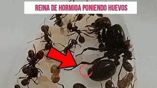 HORMIGA REINA PONIENDO HUEVOS !!!! HORMIGA MESSOR BARBARUS
