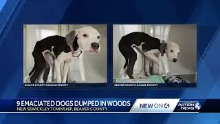 Beaver County Humane Society asking for support after 9 dogs found abandoned in wooded area