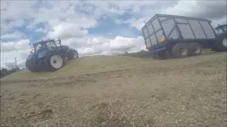 Jackson Contracting Ltd Maize 2016