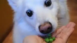 Do dogs eat peas?
