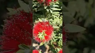 Melaleuca comboynensis, the bottle brush. #australia  #flowers #nature #plants #houseplants #garden
