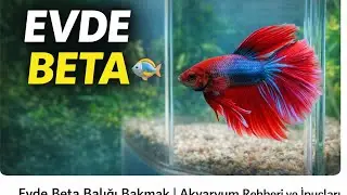 Evde🐋 beta🐳 balıgı🐬 #kesfet #beta #bluebettafish #akvaryum #balik #akvaryumhobisi #reels 