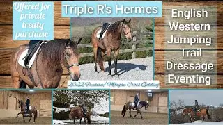🌟Hermes🌟 Offered at the Southern Belle Classic in Aiken SC March 28th 