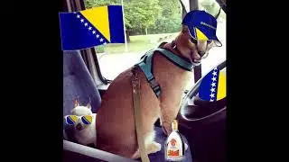 bosanski mod karakal