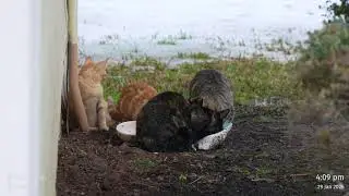 Live Stream Backyard Cats~