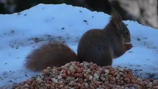 SQUIRREL, EKORN.  NORWAY.  JANUARY  17.