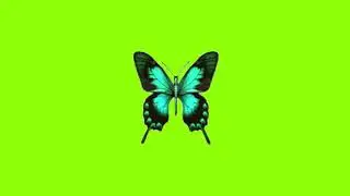 Green screen video beautiful butterfly wings video copyright free cartoon making video project #121