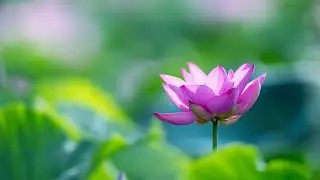 Дождь лотоса ➤ 4K, Расслабляющая музыка для сна, йоги, учебы