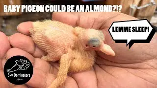 Could The Baby Pigeon Be An ALMOND?!?