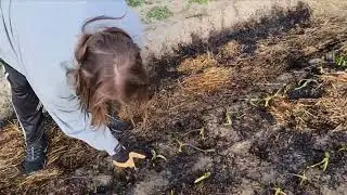 I almost burned down my garlic field the day before the snow storm