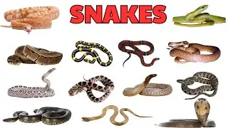 Snake Names for Kids | Learn Types of Snakes with Pictures, videos| Reptile Vocabulary