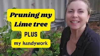 Pruning my potted Lime tree✂️My handywork