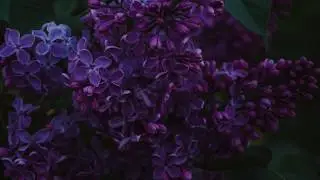 Ecepta - Flora