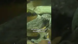 Tangerine Darter Spawning
