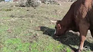 Vamos a por otra semana,con ilusión 💪💪🐎🐎🐂🐂🐄🐄🫏