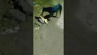 help street animals 🙏🙏🥺🥺... #voices for voiceless❤❤#shorts #ytshorts #street #animal #viral