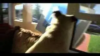 Dog orders product online by mistake and pees on it