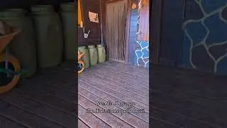 Presas canario los Menceyes. Wanche y Morena. Los dos se quedan en casa .ii