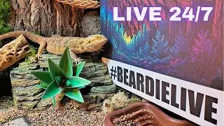 Beardie Live 🦎 | 24/7 Terrarium Stream | Lofi/Chillhop ❤️ #beardielive