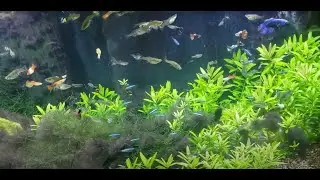 Como eliminar as algas petecas definitivamente!