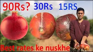 Harvesting pomegranate, thrips and best rates || अनार की कटाई || Agri Info