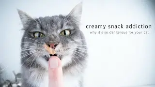 Creamy Snack Addiction | the most dangerous Cat Food!