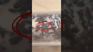 My colony of coconut ants(Tapinoma sessile) #ants #antkeeping #insects #bug