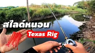 ตกปลาช่อนคลอง ด้วยเหยื่อหนอนยางสีเเดง กัดเพลินๆ สไตร์ Texas Rig