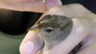 San Francisco Bay Bird Observatory - Passive Banding Passerines