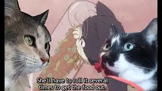 How smart are my cats?