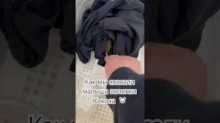 Как мы спасали малыша полёвки Кокоса 🐭 #природа #animals #saveanimals