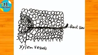 How to draw Transport of Water and Minerals in a Section of Root | Transport of Water and Minerals