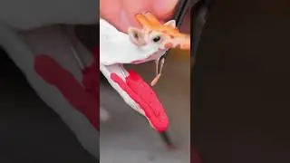No es tu jirafa promedio: &iexcl;La aterradora realidad de la zoochosis! 🦒😨