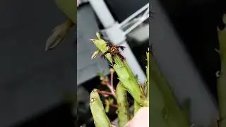 caralluma  fimbriata