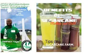 #sugarcane #uzodinma #imo @greennigeriaradioshow #meshach #yager
