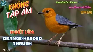 ✅Tiếng chim Hoét lửa mồi hót đấu không tạp âm | Orange-headed Thrush | นกเดินดงหัวสีส้ม (P3)