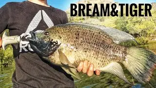 Bream(Tilapia) and Tiger Fishing in Winter(It was Tough)